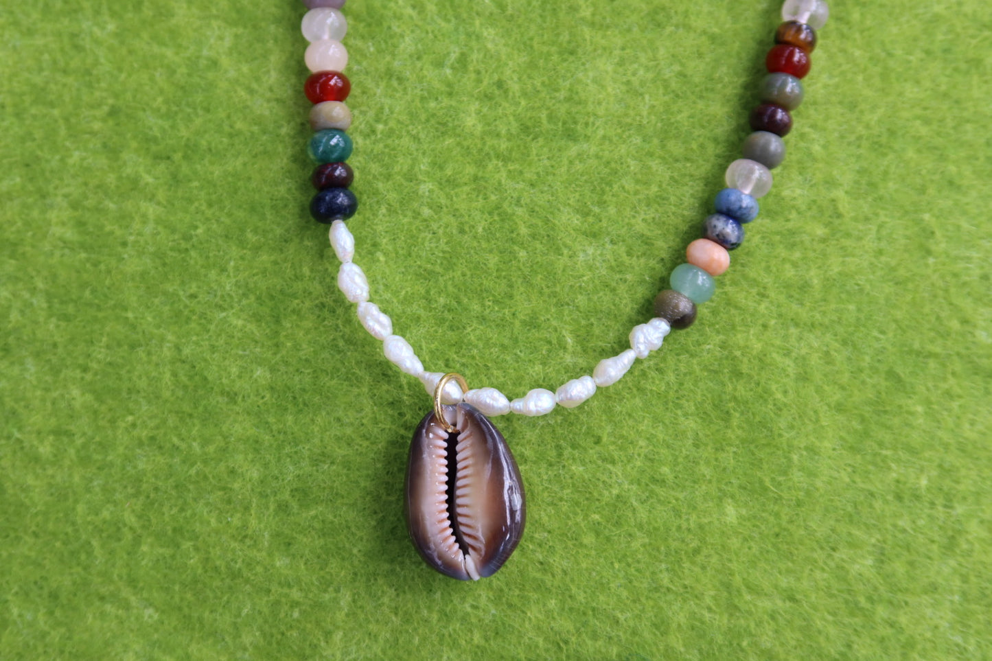The Rainbow Cowrie